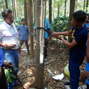a man cutting a tree in a forest