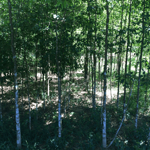 a forest with a lot of trees and a bench