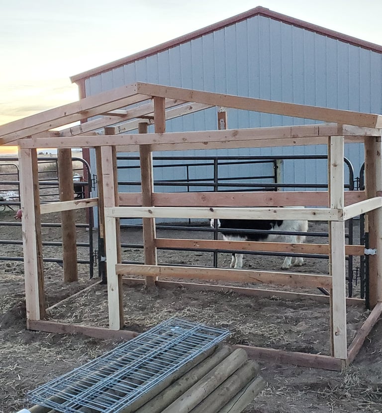 framing for a custom dog house on a ranch outside of Colorado Springs, El Paso County.  two yak are in the background.