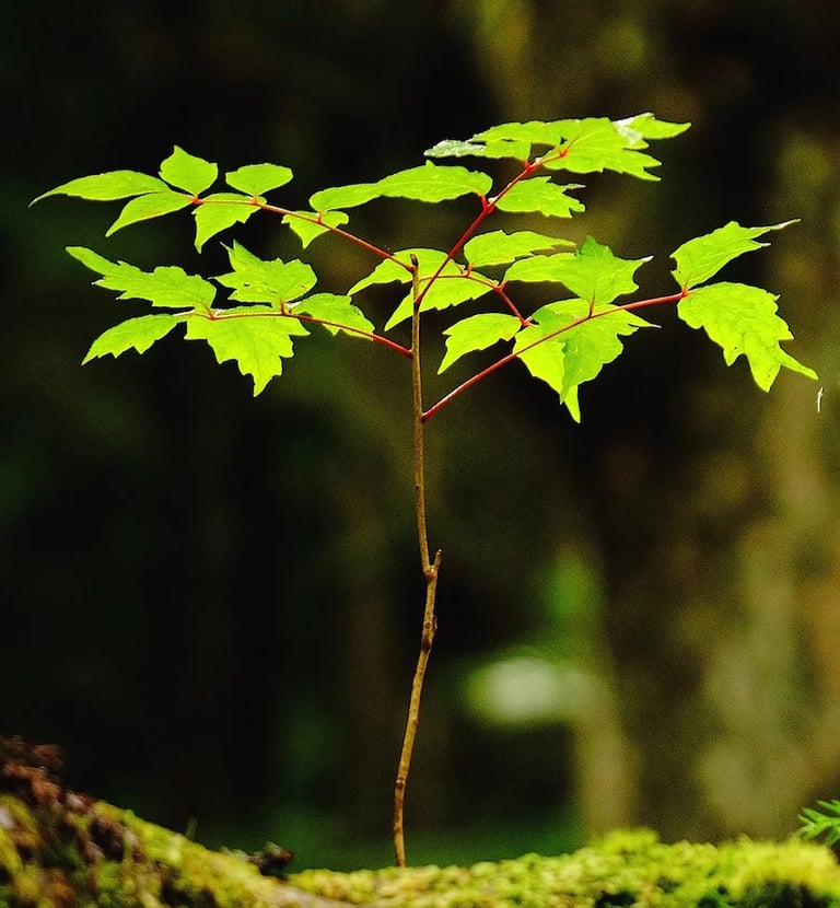 a small tree growing out of a mossel