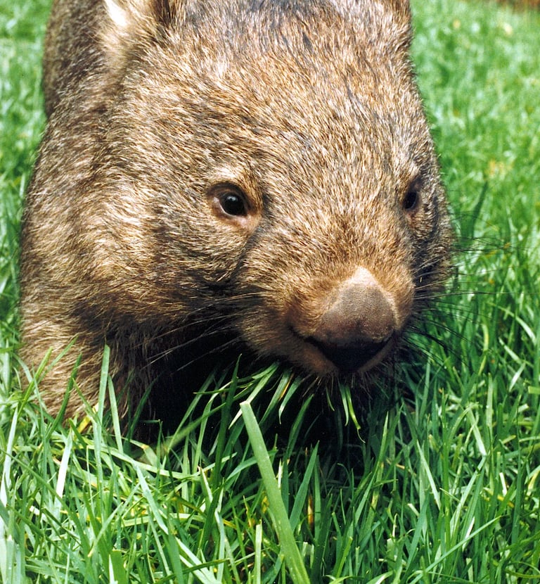 a wombat eating grass