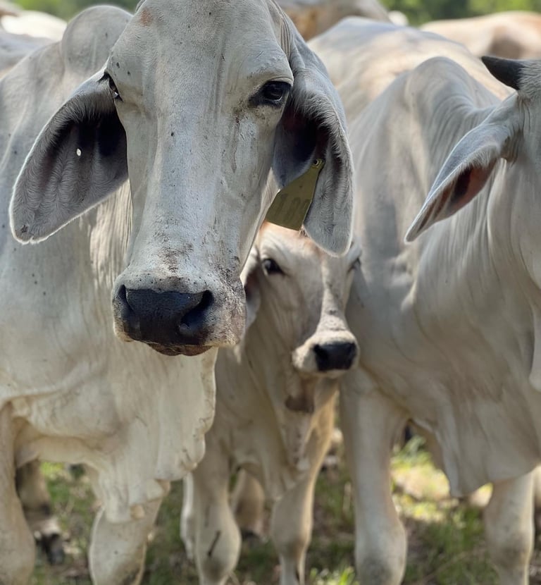 KCC Brahman herd