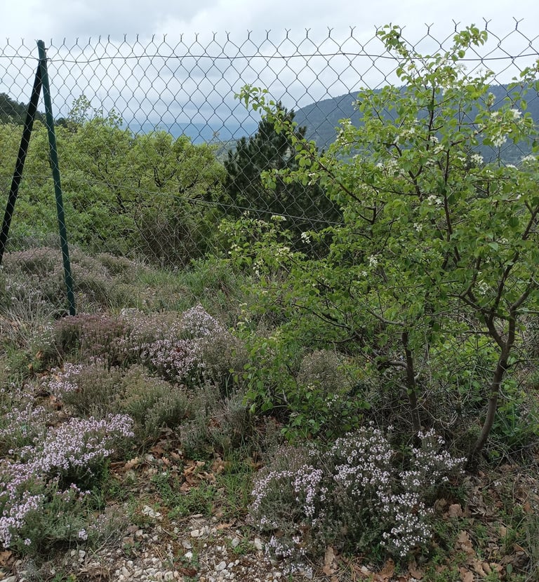 The thyme in bloom
