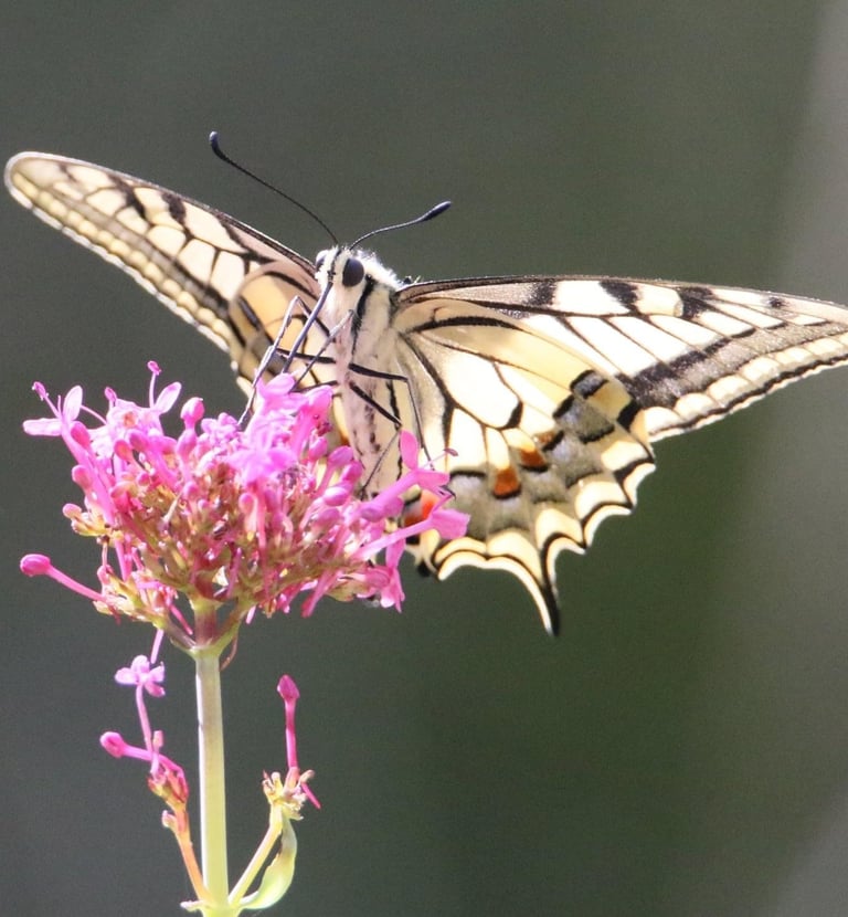Swalllowtail butterfly