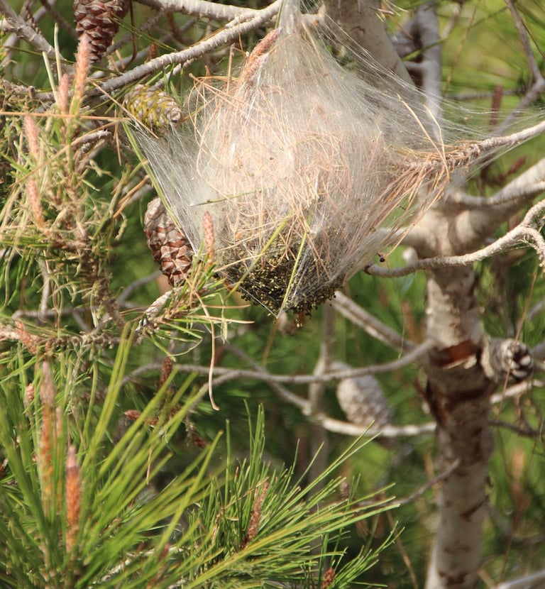 A nest of processionary pine moth caterpillars