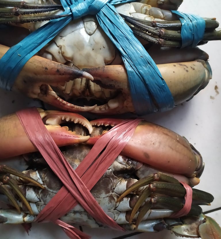 kepiting super. toko kepiting. jual kepiting. kepiting surabaya. kepiting sidoarjo