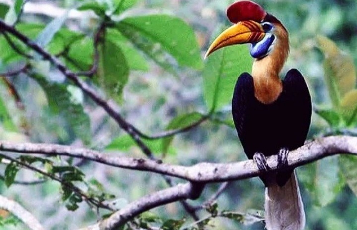 Burung Maleo