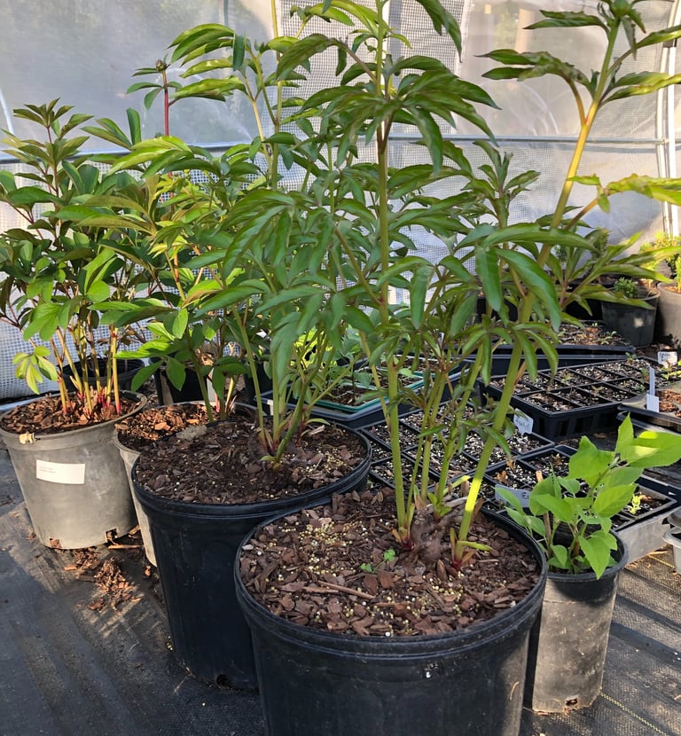 Peony plants starting to bloom with green stems in a nursery pot
