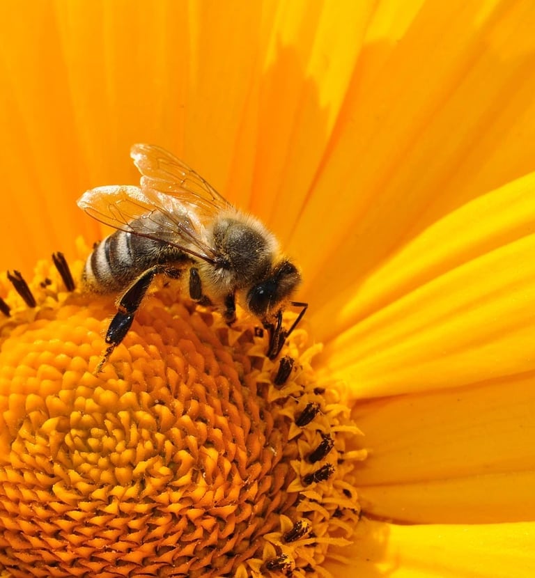 une abeille sur une fleur jaune