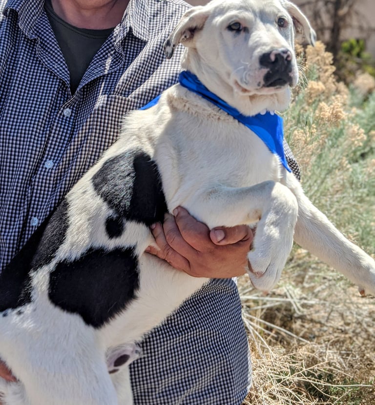 adoptable deaf dog ROLO Labrador Heeler, Rio Rancho, , New Mexico NM
