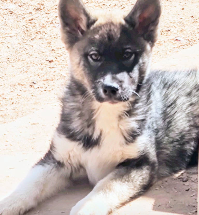 Wolfie is an adoptable special needs puppy who uses a wheelchair cart he is super smart and playful