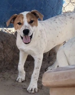 adoptable male rez dog Timmy, red heeler mix, Rio Rancho, NM New Mexico happy