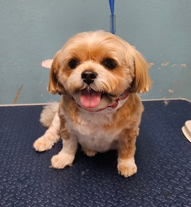 After Groom