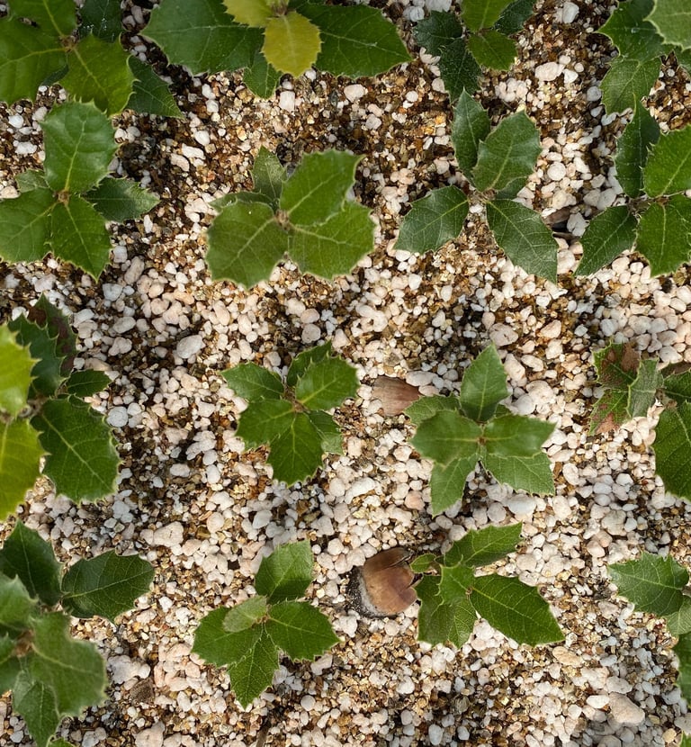trufalab encinas germinando plantines micorrizados trufa negra
