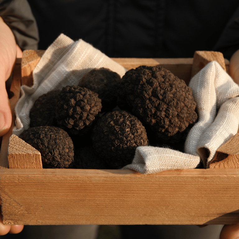 trufalab trufa negra 