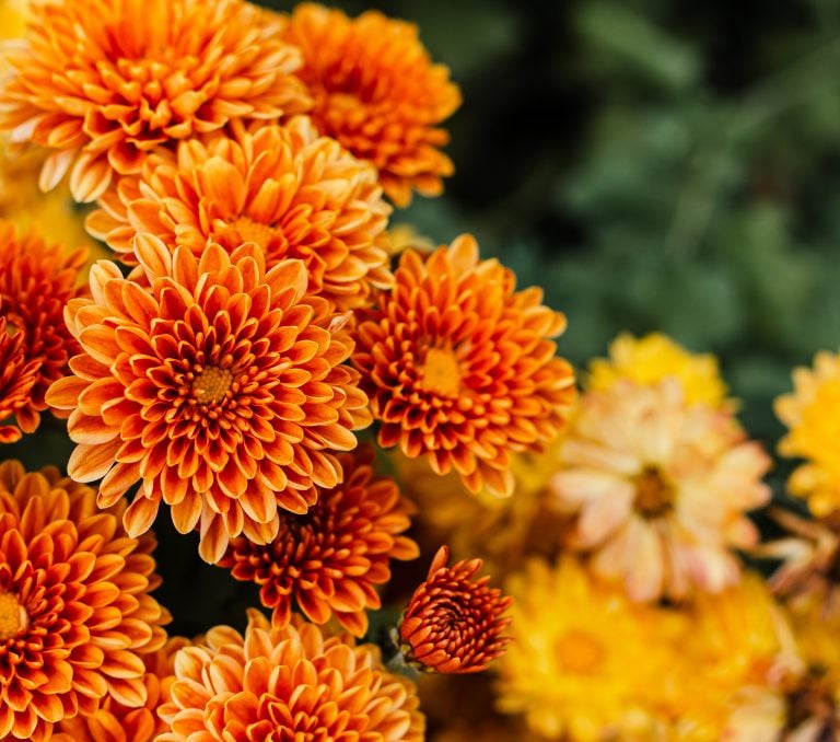 Chrysanthemum