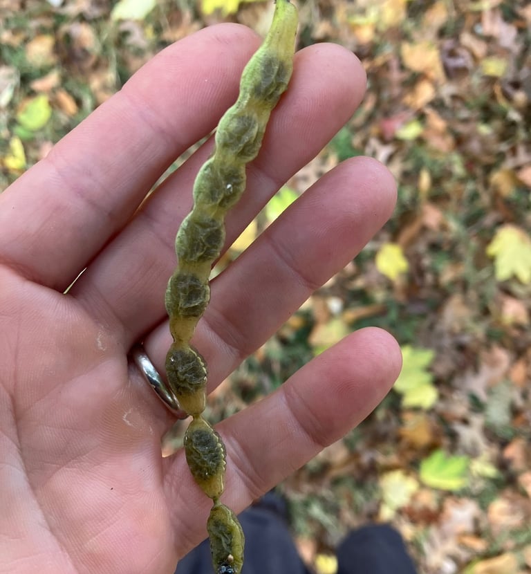 A person holding a legume of a pagoda tree pod over a forest setting