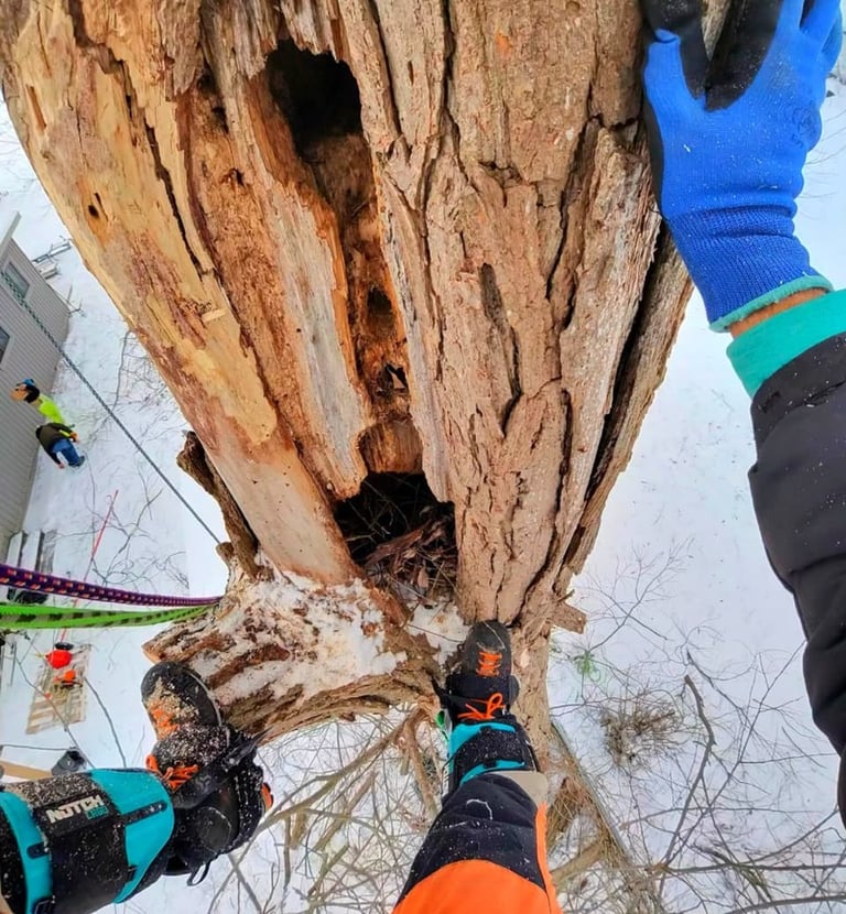Arborist in safety gear climbing a rotted tree trunk for removal in a snowy winter landscape.