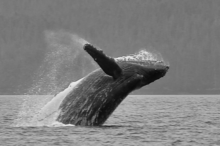 Black and white photo of a humpback whale breaching out of the ocean water near a forested shoreline.