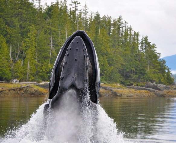 A humpback whale breaching out of the ocean water near a lush pine forest coastline.