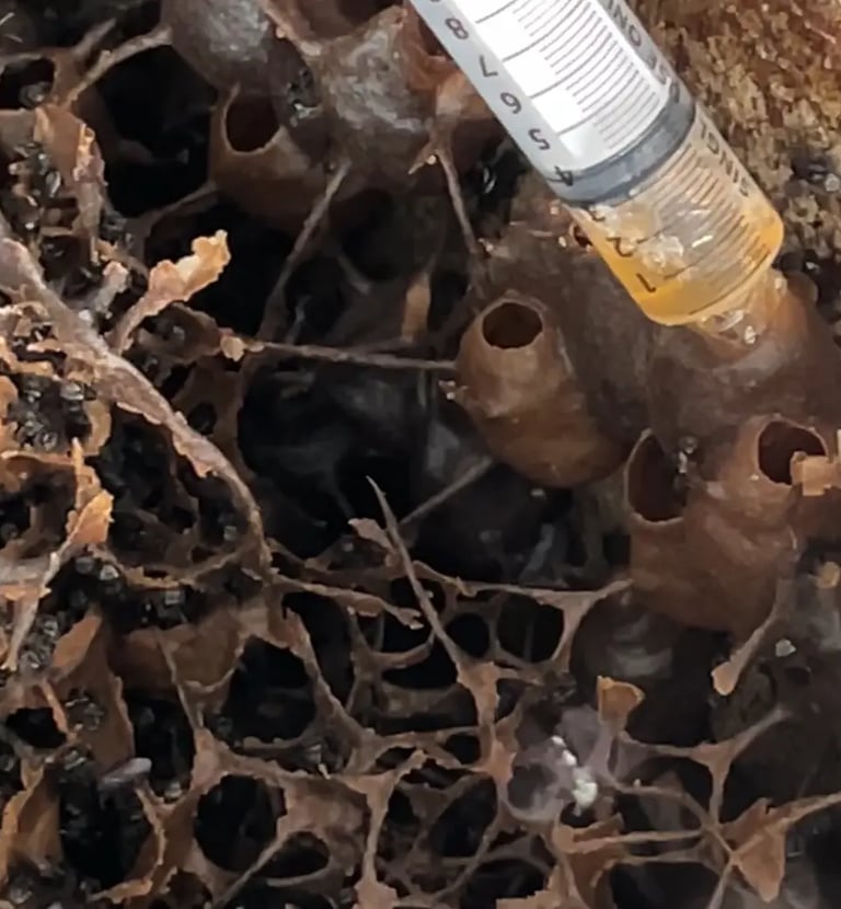 Stingless Bee Honey harvesting ancient gift farm