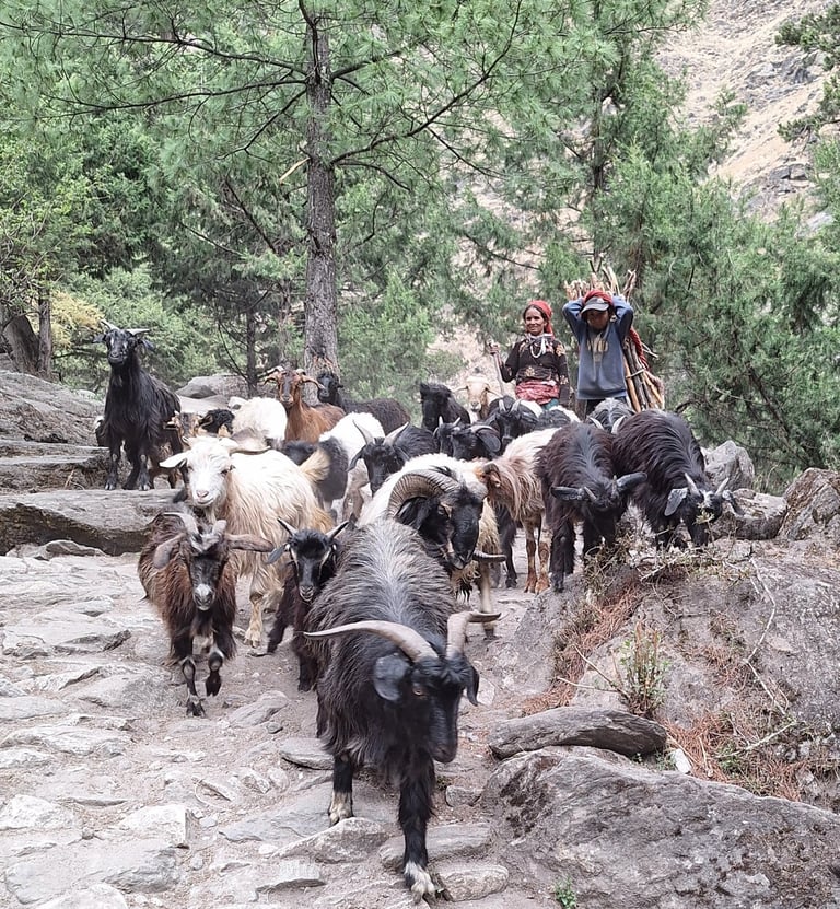 Shepherdess in Dolpo