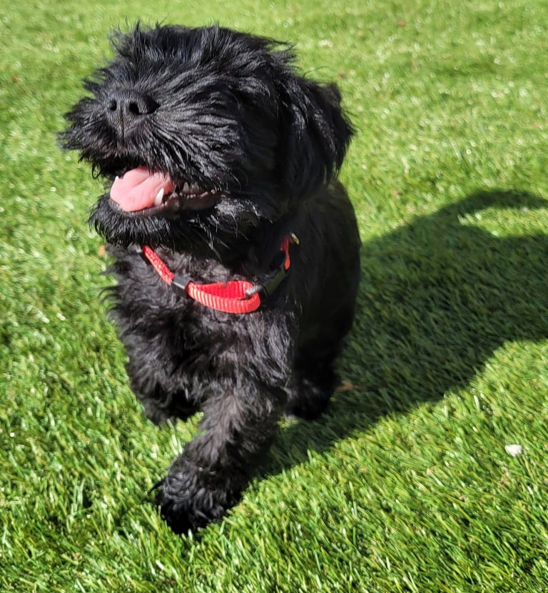Chiot Schnauzer qui court