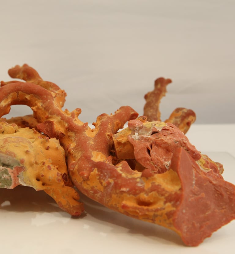 corallo rosso dell'oceano pacifico "momo" o cerasuolo