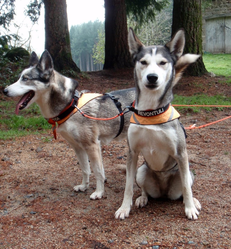 harnais type Chukchi pour chien de traineau