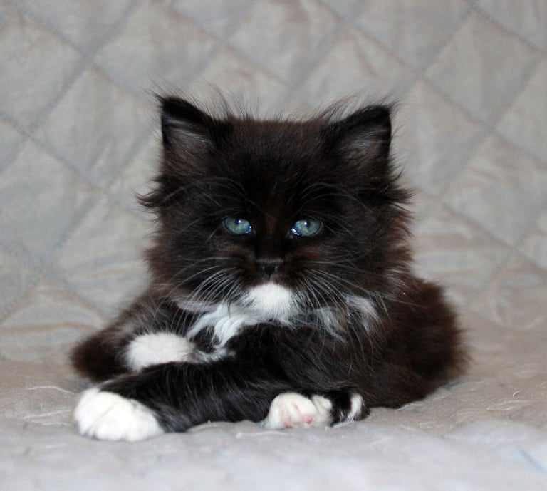 a black kitten kitten sitting maine coon polydactyl polydactylcat on a bed