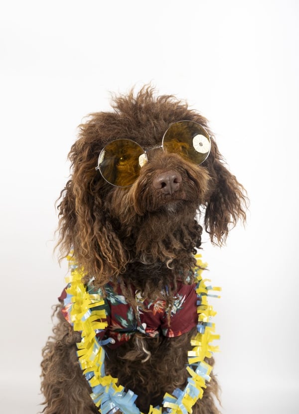  french negro con lentes y collar hawaino