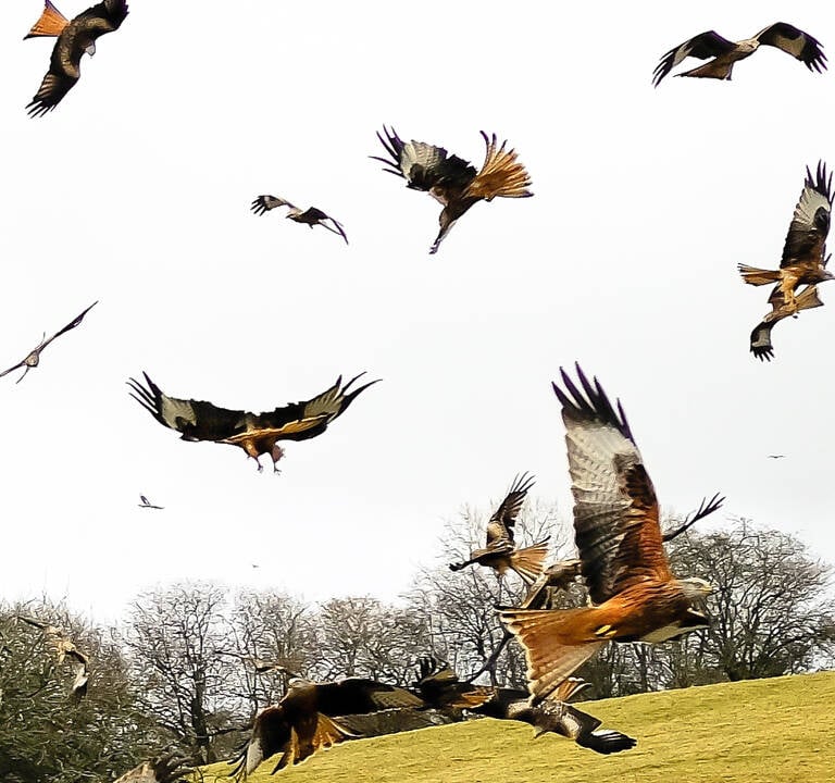 a flock of red kites flying over a field