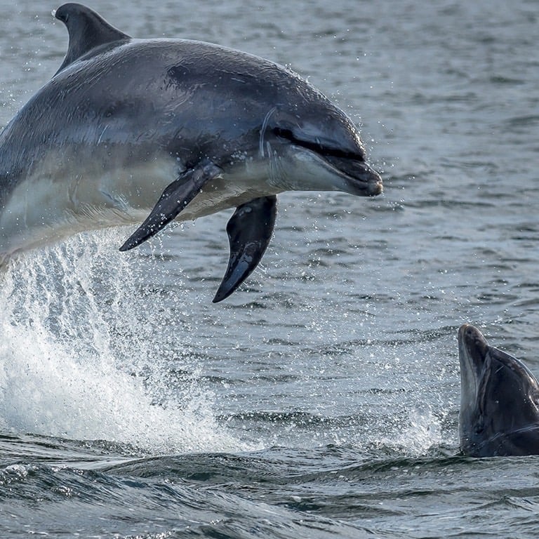 a dolphin jumping out of the water
