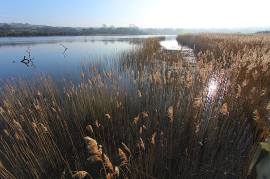 Teifi Marshes with tall grass and a bird on the ground