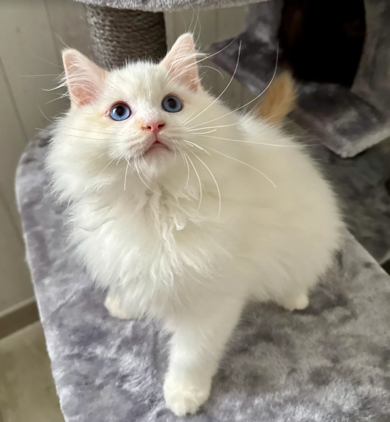 Austin des Dolls de Mitilo