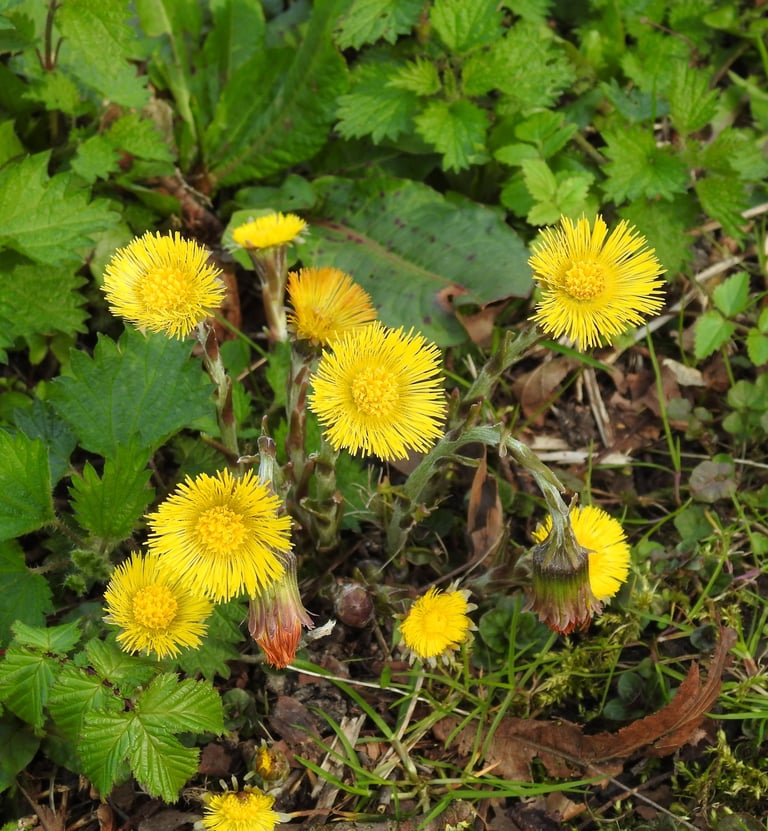 a bunch of yellow flowers in the field, health problems, natural products