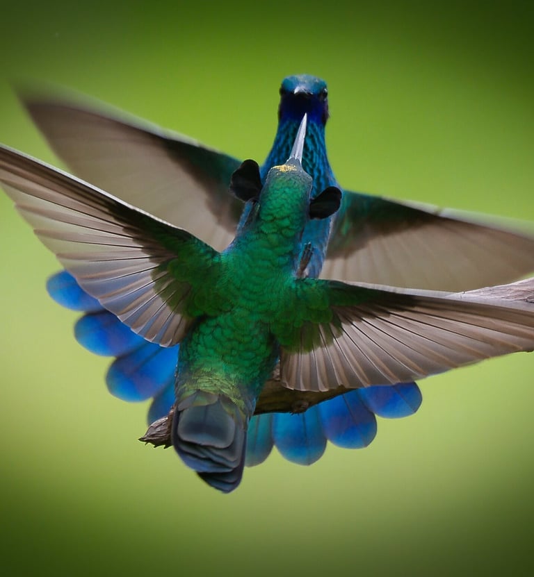This image captures two Sparkling Violetear hummingbirds