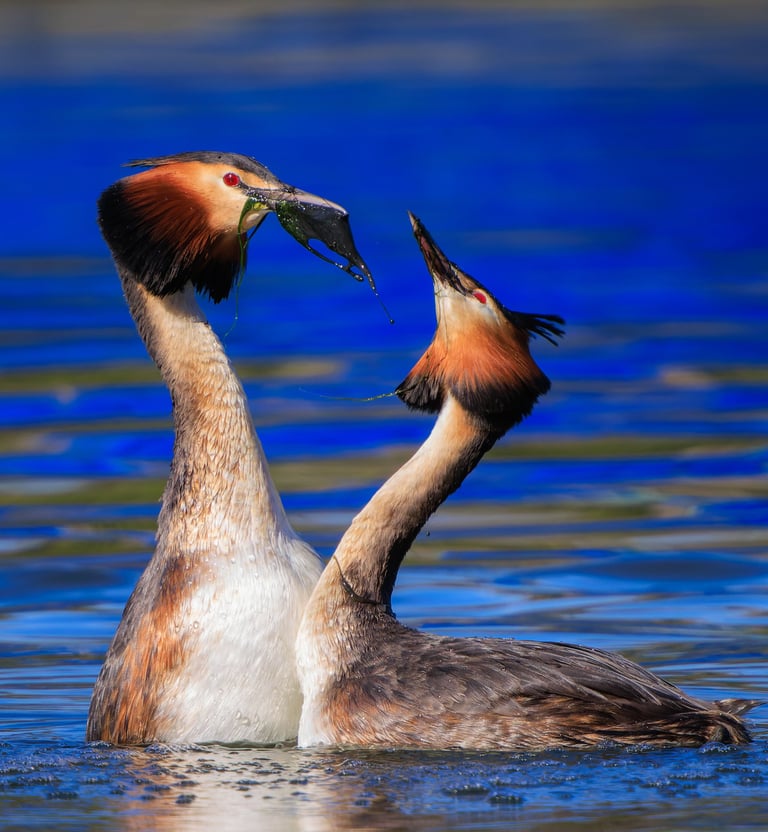Displaying Great Crested Grebes in front of the boats in Regent's Park. 