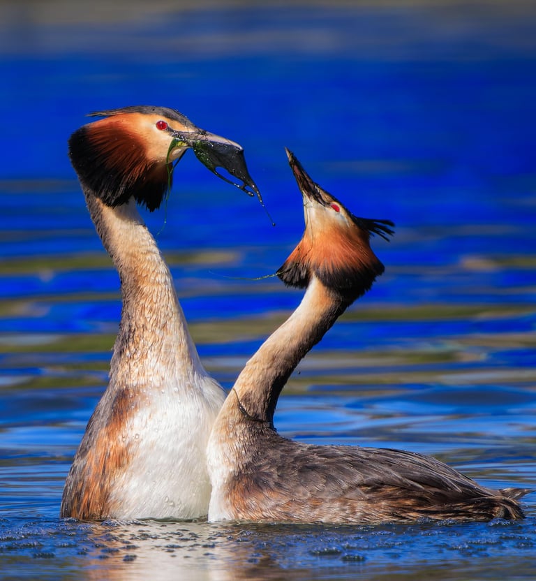 Displaying Great Crested Grebes in front of the boats in Regent's Park.