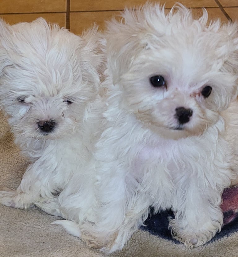 Two Maltese white puppies in Humble Texas ready to go to new home. 