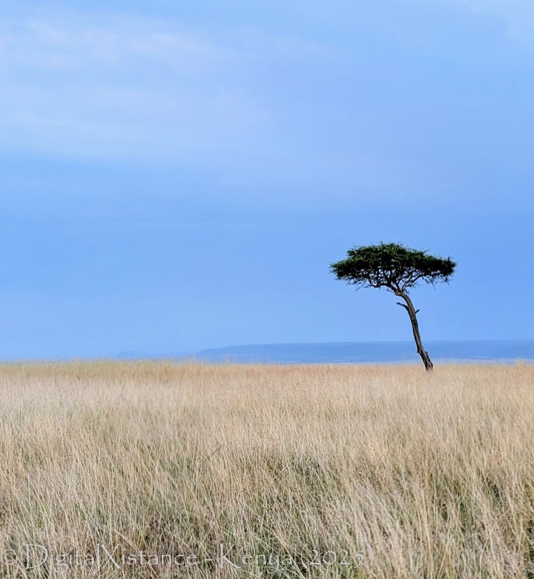Acacia, Maasai Mara National Park, Kenya