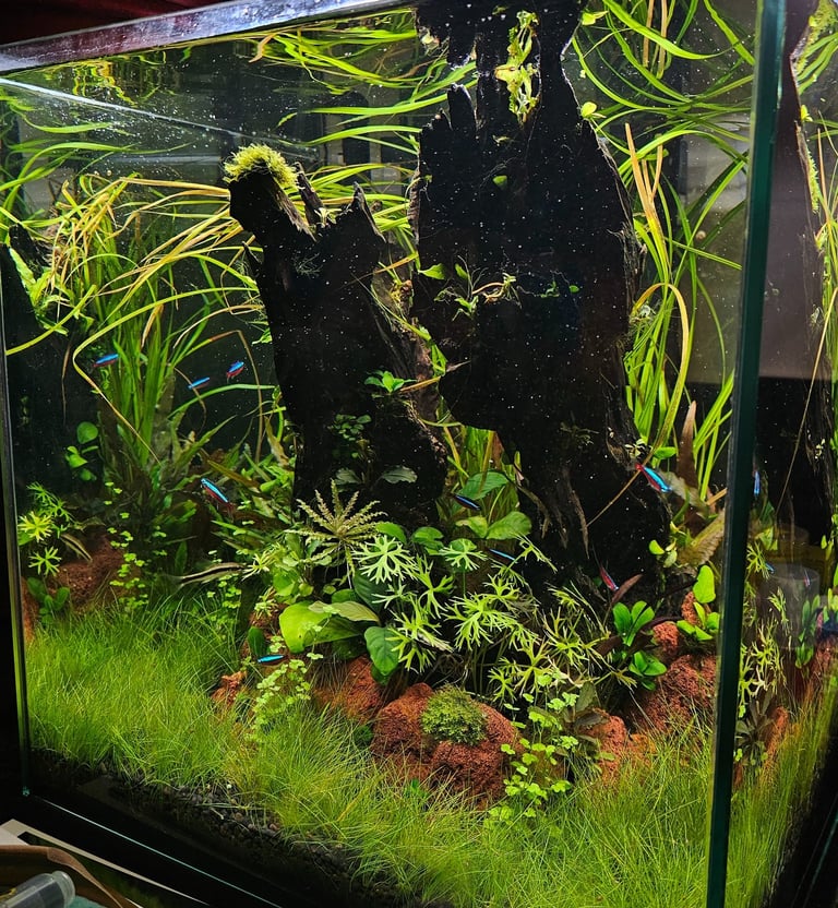 aquario plantado aquapaisagismo plantas