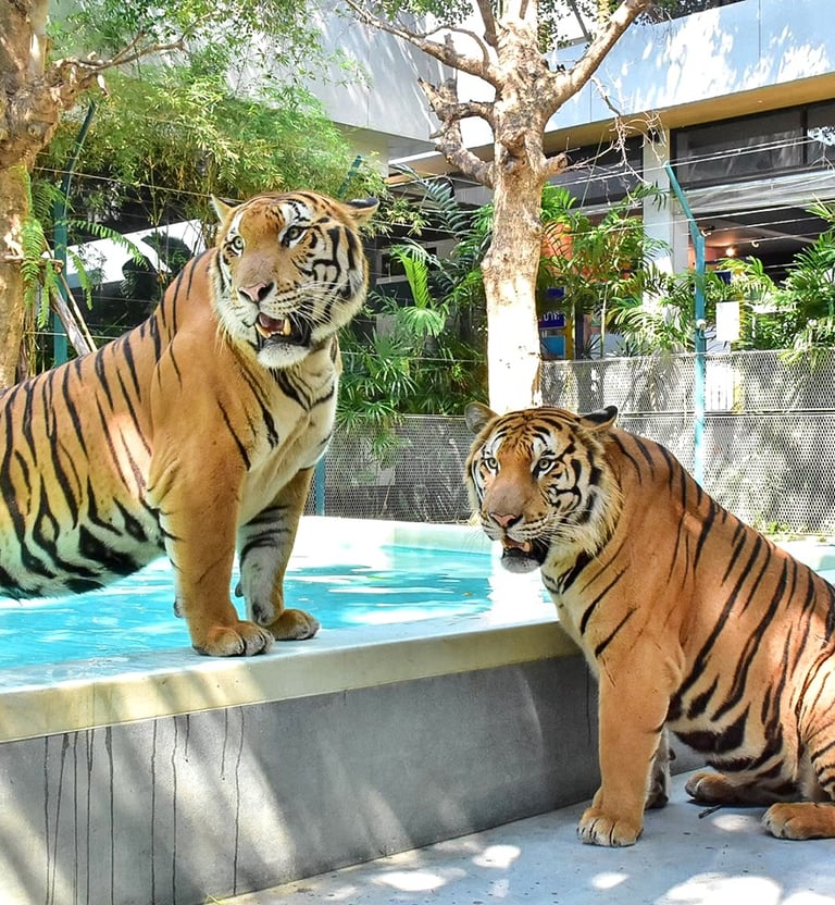 Tiger park experience in Thailand with visitors observing tigers in a controlled environment