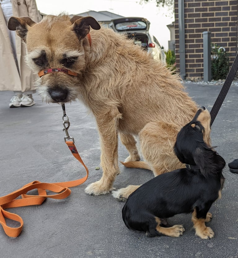 Puppy and dog training