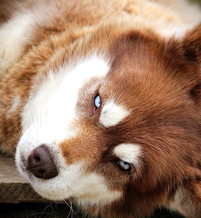 Husky-Erlebnisse, Husky-Ausfahrten, Husky-Trekkingtouren, Husky Abenteuer, Dietfurt, Bayern