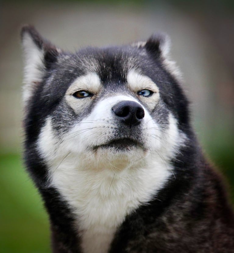 Husky-Erlebnisse, Husky-Ausfahrten, Husky-Trekkingtouren, Husky Abenteuer, Dietfurt, Bayern