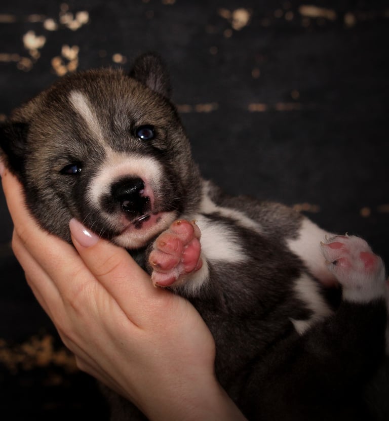 Husky-Erlebnisse, Husky-Ausfahrten, Husky-Trekkingtouren, Husky Abenteuer, Dietfurt, Bayern
