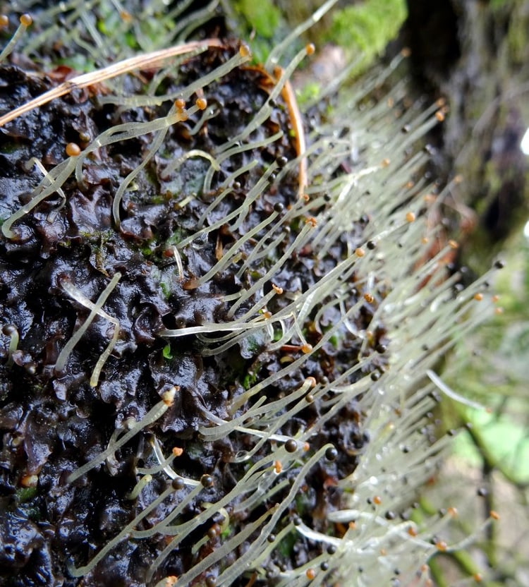Inflorescence de Pellia, une héptique à thalle (bryophyte)