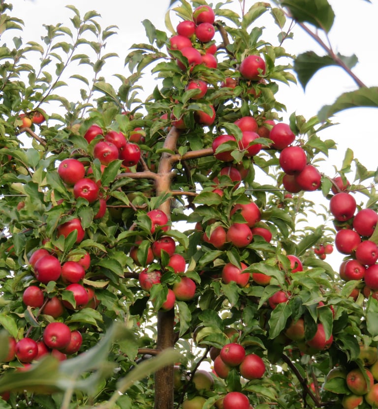 Õunapuid tuleb lõigata nii, et oleks vähem oksamassi ja rohkem saaki. Parim õunapuude lõikaja