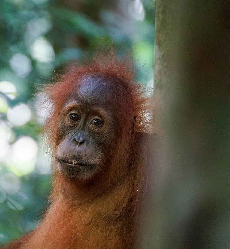 Sumatra Trekking Orangutan